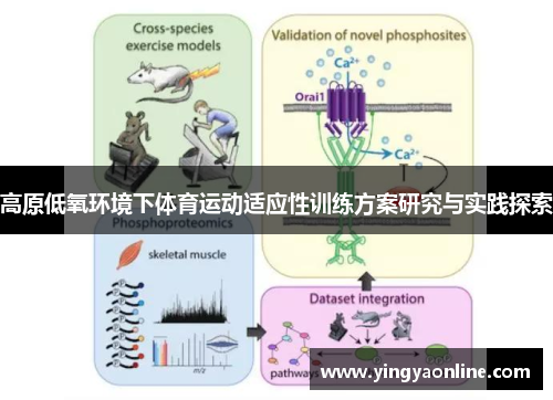 高原低氧环境下体育运动适应性训练方案研究与实践探索